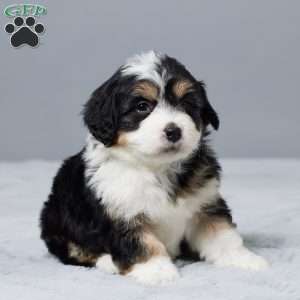 Rose, Mini Bernedoodle Puppy